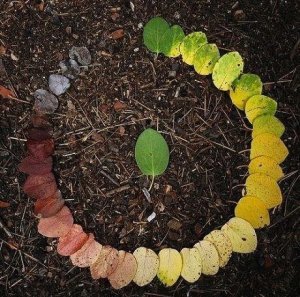 cycle of leaves 2.jpg