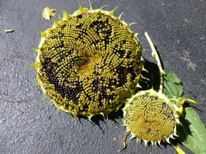 sun flower2 (800x600).jpg