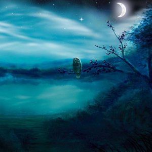 evening owl crescent moon.jpg