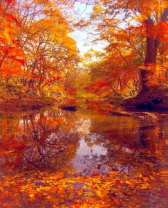 autumn orange.jpg