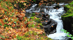 rippling brook 2017.gif
