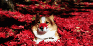 autumngif2.gif