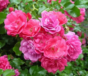 flowers for you ro.jpg