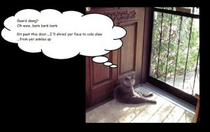 cat door fin.jpg