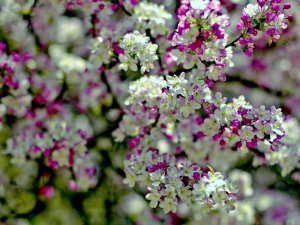flowers whites lilacs.jpg