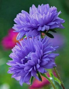 flowers for you P3.jpg