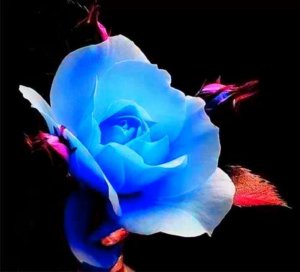 flowers turq.jpg