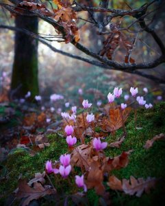 flowers in autumn.jpg