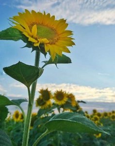 sunflowers R.jpg