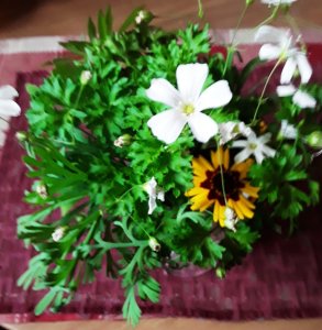Wildflower.jpg