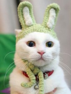 Rabbitcat.jpg