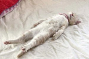 Play Dead Cat @.jpg