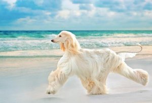 img_top_20_elegant_dog_breeds_in_the_world_2451_paso_1_600.jpg