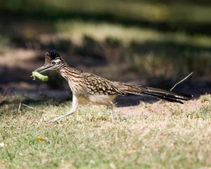 Roadrunner.jpg