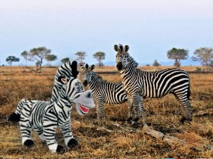 Artificial Zebra.jpg