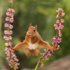Squirrel Ballance @.jpg