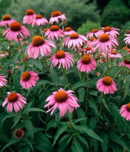 echinacea.jpg echinacea.jpg