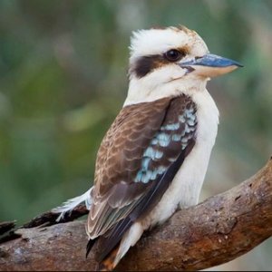 kookaburra.jpg kookaburra.jpg