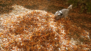 dog in leaves.gif