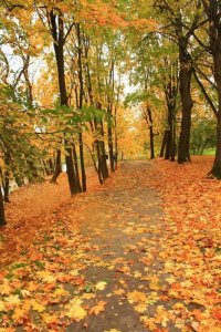 leaves.jpg