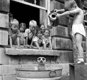 Washing Meekat @.jpg