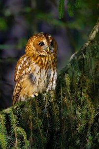 owl evergreen.jpg