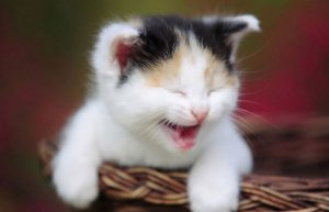 Cat Laugh @.jpg