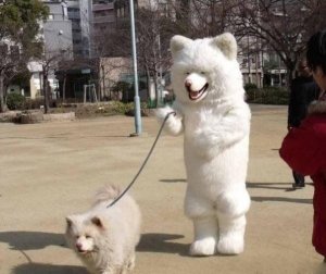 Animal Odd.jpg