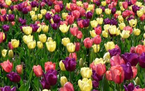 flowers tulips.jpg