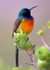 orange breasted sunbird.jpg