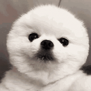 150FEF25-626E-4085-B50D-28A809A26CF3.gif
