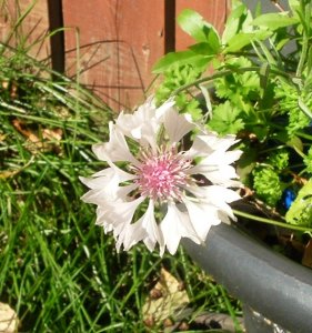 flower.jpg