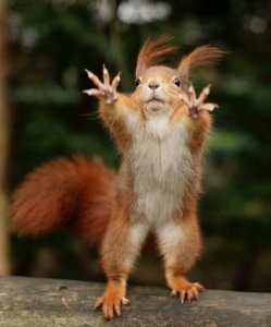 Scary Squirrel @.jpg