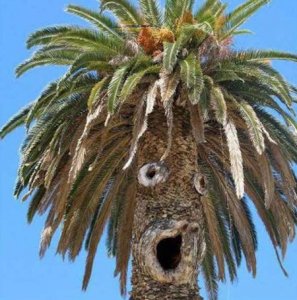 Faces Tree @.jpg