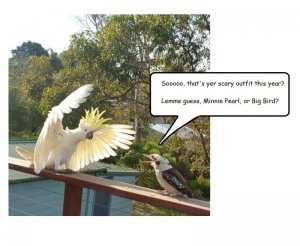 Debating-Downunder.jpg