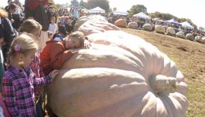 very large pumpkins some not so cute 5.jpg