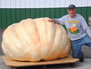 very large pumpkins some not so cute 3.jpg