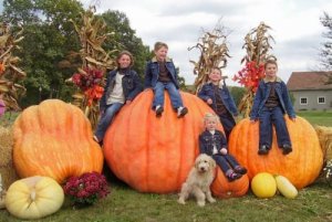 very large pumpkins some not so cute.jpg