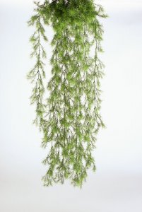 Forest-greenery-1.jpg