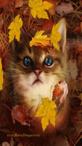 autumn15.gif