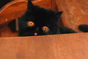 cat eyes.gif