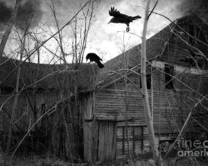 gothic-surreal-haunting-old-barn-with-crows-ravens-spooky-gothic-black-white-ravens-flying-kat...jpg