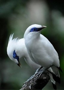 white birds.jpg