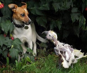 Dog and Bird @.jpg