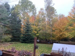 7D417131-1D98-40E3-B336-411C5CF580E8.jpeg