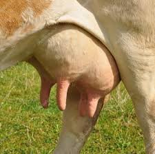 udders.jpeg