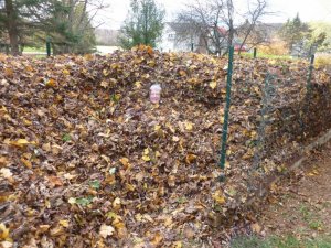 me in leaves (1280x960).jpg