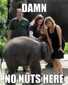 No-Nuts-Here-Funny-Elephant-Meme.jpg