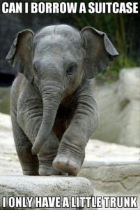 funny-baby-elephant.jpg