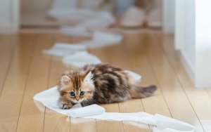 kitten toilet paper.jpg